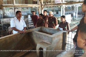 Tingkatkan Kompetensi Peserta Didik, SMKPP Kementan Kunjungi Usaha Ternak Babi