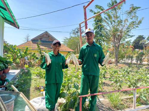 Dukung Kemajuan Pertanian, SMKPP Negeri Kementan Lakukan Panen Tanaman Hortikultura