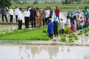 Bapanas : Terobosan Pompanisasi Mentan Berhasil Produksi Padi Meningkat