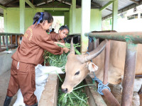 Tingkatkan Kompetensi Peternak, SMK PP Negeri Kementan Adakan Praktikum Ternak Ruminansia