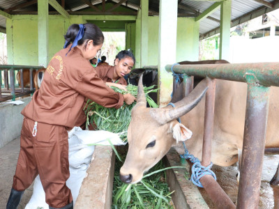 Tingkatkan Kompetensi Peternak, SMK PP Negeri Kementan Adakan Praktikum Ternak Ruminansia