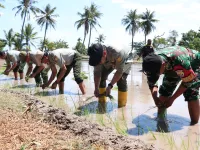 Tanam Ketiga di Lahan Oplah, Kupang Perkuat Gerakan Padi Serempak Nasional