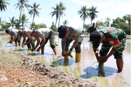 Tanam Ketiga di Lahan Oplah, Kupang Perkuat Gerakan Padi Serempak Nasional