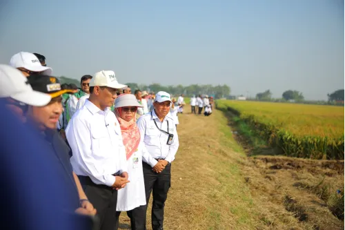 Mentan Amran: PM-AAS Gandakan Hasil Panen, Pendapatan Petani Ikut Naik