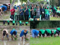 Tak Gentar Hadapi El Nino, Kementan Laksanakan Percepatan Tanam di 25 Provinsi