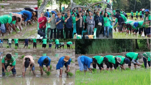 Tak Gentar Hadapi El Nino, Kementan Laksanakan Percepatan Tanam di 25 Provinsi