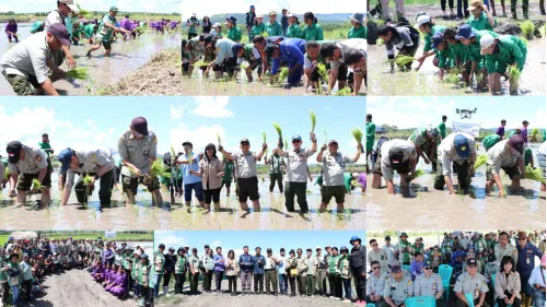 Perkuat Ketahanan Pangan Negeri, Kementan Laksanakan Tanam Padi Serentak di 17 Provinsi