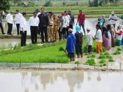 Bapanas : Terobosan Pompanisasi Mentan Berhasil Produksi Padi Meningkat